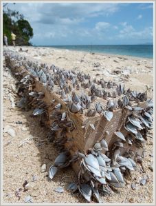 Goose barnacles on driftwood at Normanby island