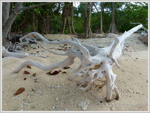 Driftwood on coral beach