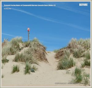 Un-eroded sand dunes at Rhossili in May 2012