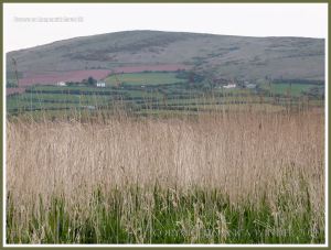 Dry reeds on a Gower marsh in spring
