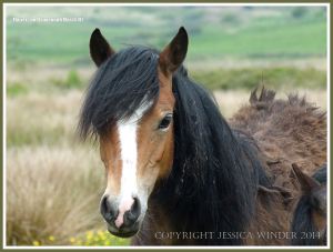 Wild Gower pony on Llangennith Marsh