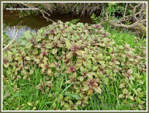 Wild plants by a water-filled ditch on Llangennith Marsh