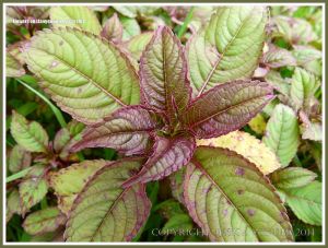 Wild plants by a water-filled ditch on Llangennith Marsh