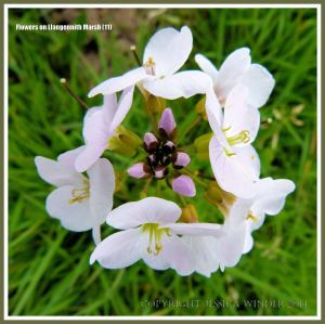 Gower flower on Llangennith Marsh