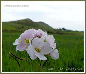 Marsh flowers in Gower