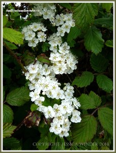 Bramble blossoms in spring