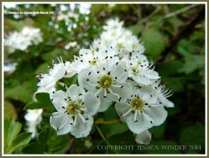 Bramble blossoms in spring