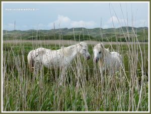 Gower ponies