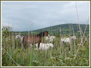 Gower ponies
