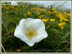 Gower flowers