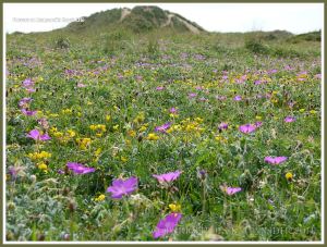 Gower flowers