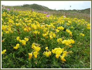 Gower flowers