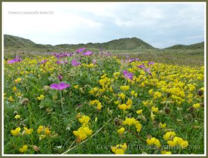 Gower flowers