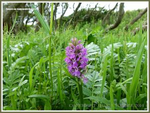 Gower flowers