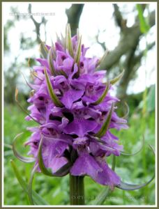 Gower orchid