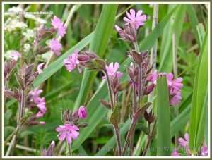 Gower flowers