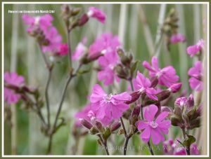 Gower flowers