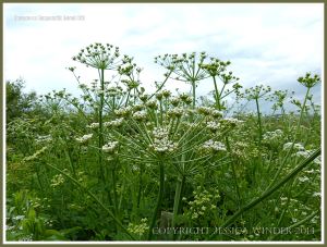 Gower flowers