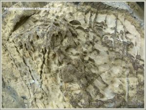 Rock textures showing fossil burrows on the Dorset coast