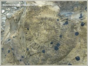 Rock textures with fosill ammonite impression on the Dorset coast