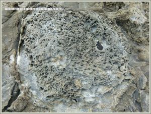Rock textures on the Dorset coast