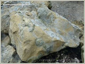 Rock textures on the Dorset coast