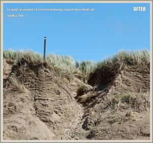 Eroded sand dunes at Rhossili in May 2014