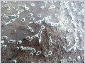 Coral fossil in Carboniferous Limestone