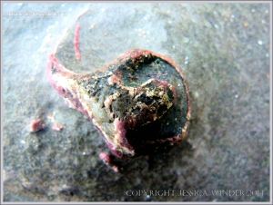 Fossil gastropod mollusc in Carboniferous Limestone