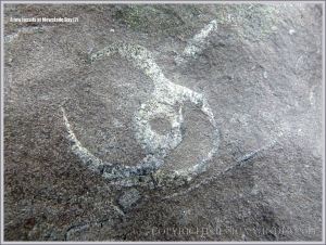 Fossil gastropod mollusc in Carboniferous Limestone