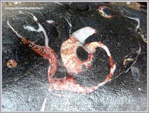 Fossil gastropod mollusc in Carboniferous Limestone