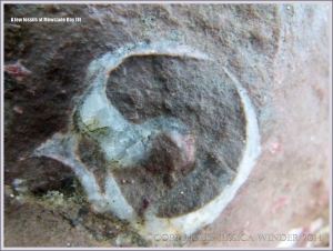 Fossil gastropod mollusc in Carboniferous Limestone