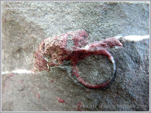 Fossil gastropod mollusc in Carboniferous Limestone