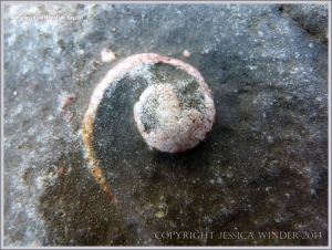 Fossil gastropod mollusc in Carboniferous Limestone