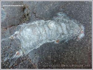 Coral fossil in Carboniferous Limestone