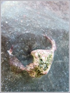 Fossil gastropod mollusc in Carboniferous Limestone