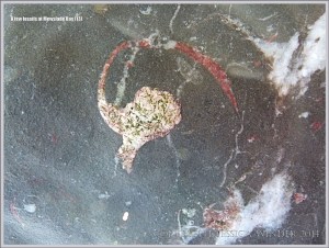 Fossil gastropod mollusc in Carboniferous Limestone