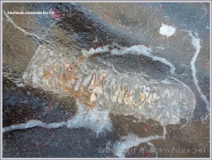 Coral fossil in Carboniferous Limestone