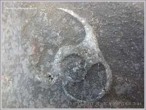 Fossil gastropod mollusc in Carboniferous Limestone