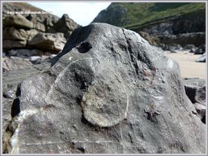 Fossil gastropod mollusc in Carboniferous Limestone