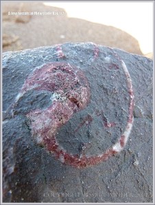 Fossil gastropod mollusc in Carboniferous Limestone