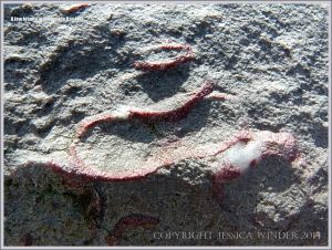 Fossil gastropod mollusc in Carboniferous Limestone