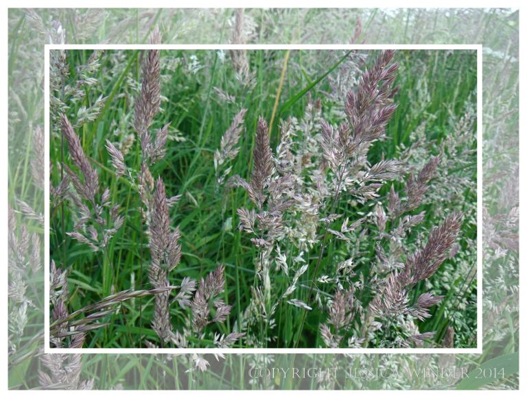 Common British flowering grasses