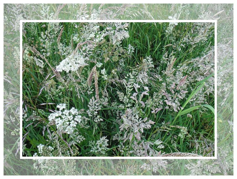 Common British flowering grasses