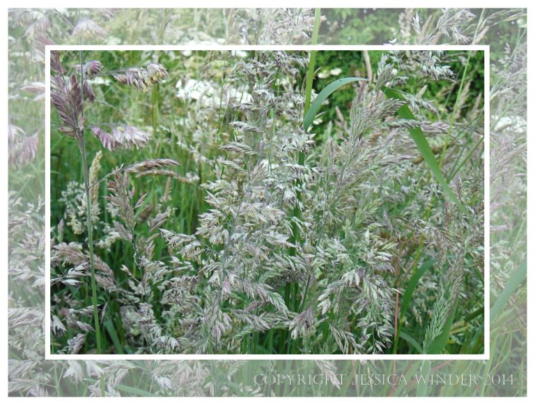 Common British flowering grasses