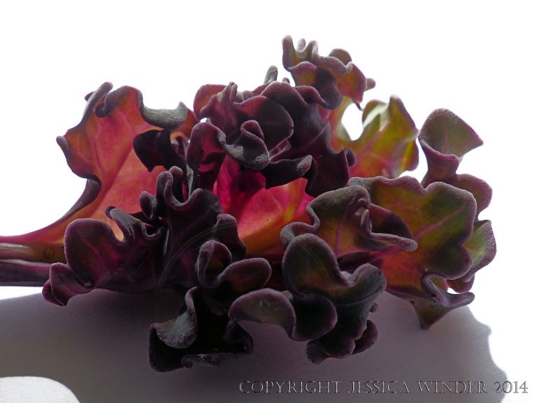 Young curly leaf of Sea Kale just opening