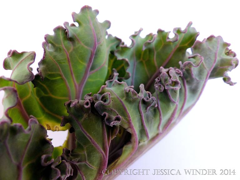 Sea Kale leaf becoming greener as it develops but with purple veins and edges