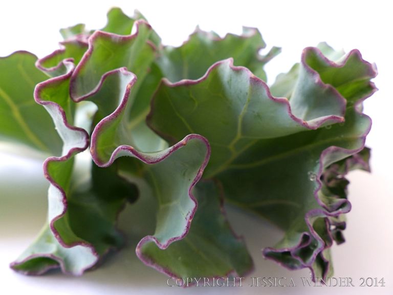 Close-up of well developed Sea Kale leaf showing pink/purple leaf edges