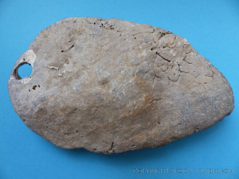 Flat surface of a stone found on the Worm's Head Causeway