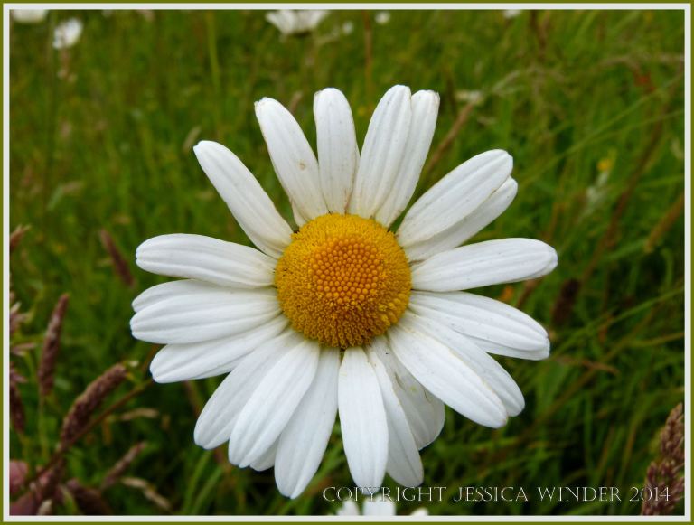 Ox-eye daisy - a common British wild flower